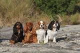 CAVALIER KING CHARLES